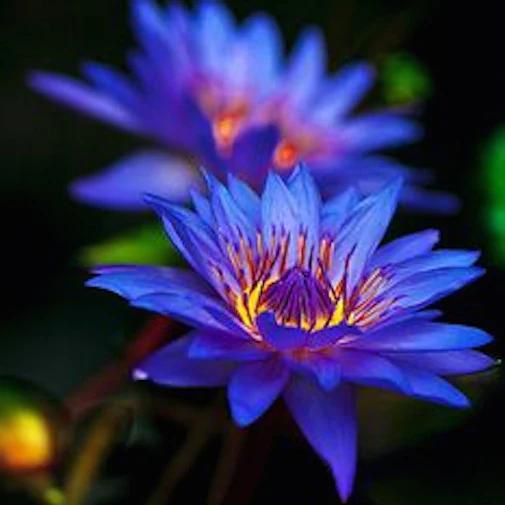 Blue lotus